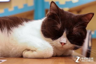 点猫科技怎么样可靠吗