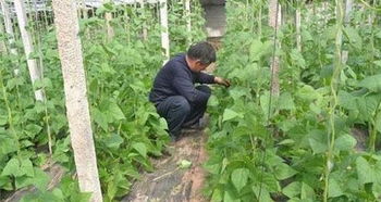 种菜高手全网最速牧场教学打造你的绿色王国 种菜高手全网最速牧场教学打造你的绿色王国