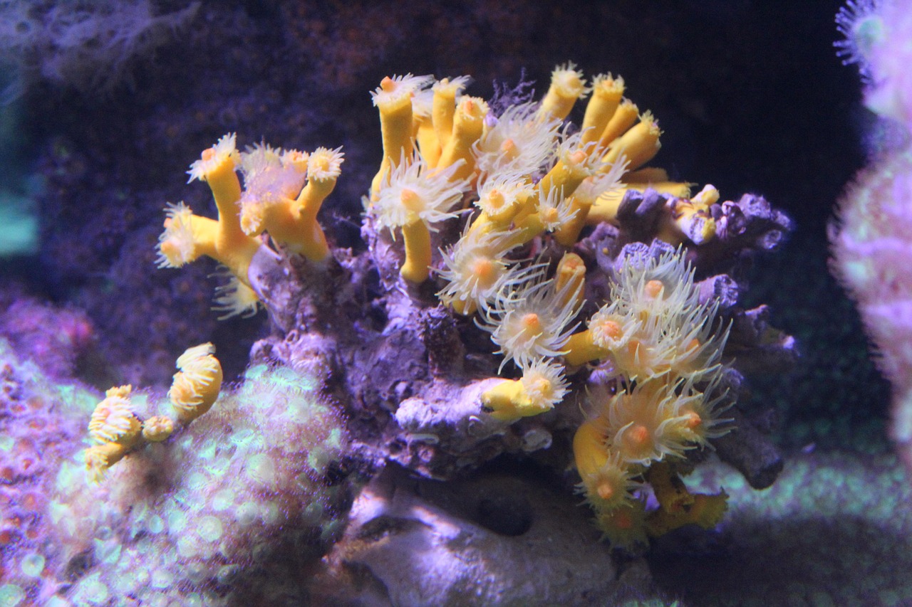 探秘自然奇观,青蛙吐珠——一场生态与生物的奇妙之旅 探秘自然奇观,青蛙吐珠——一场生态与生物的奇妙之旅
